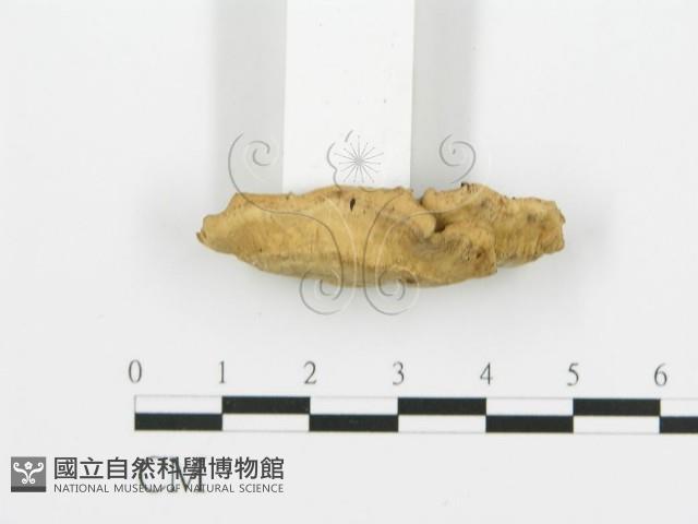 煙管菌藏品圖，第5張