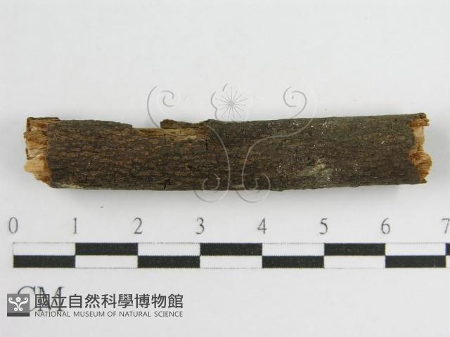 登錄號:F0010502藏品圖，第5張
