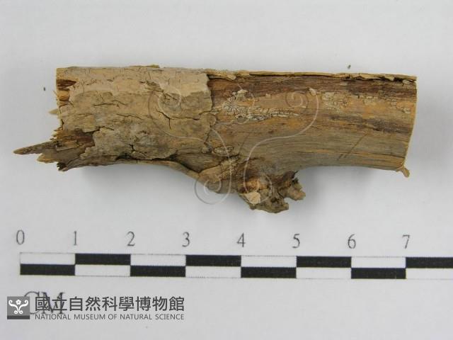 登錄號:F0004502藏品圖，第5張