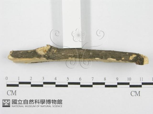 筍殼菌屬藏品圖，第5張
