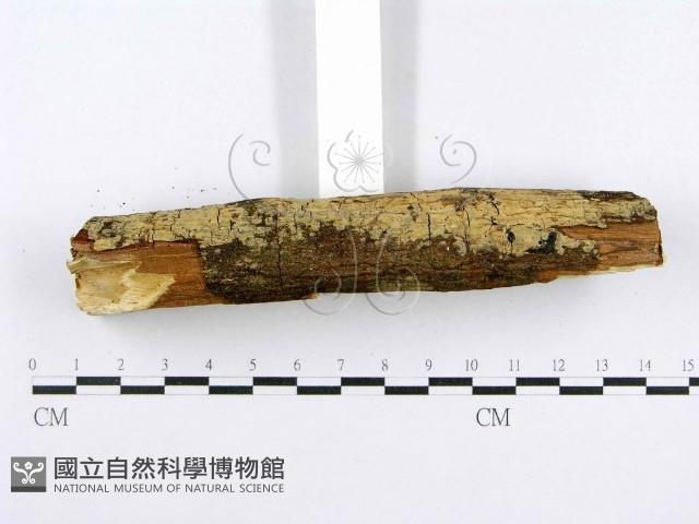 登錄號:F0015002藏品圖，第5張