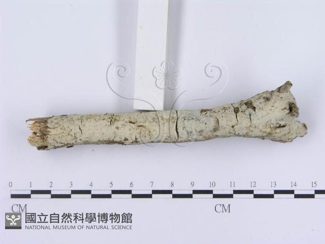 登錄號:F0003002藏品圖，第5張