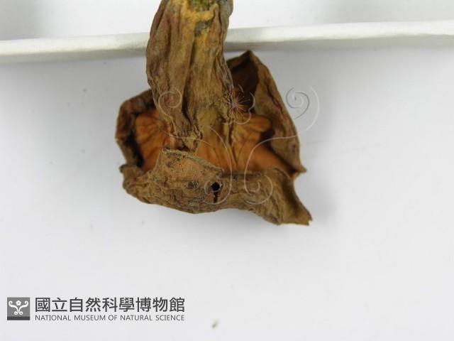 登錄號:F0012302藏品圖，第5張