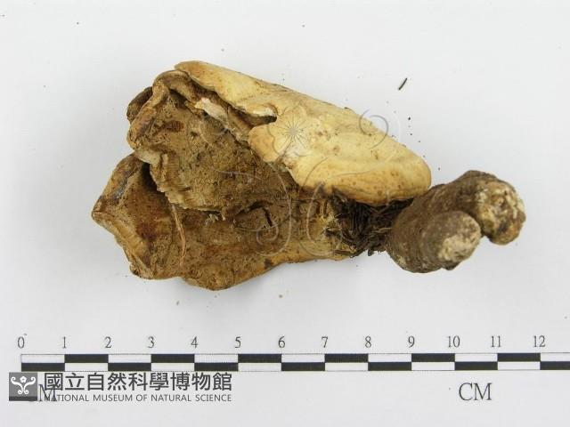 登錄號:F0015302藏品圖，第5張