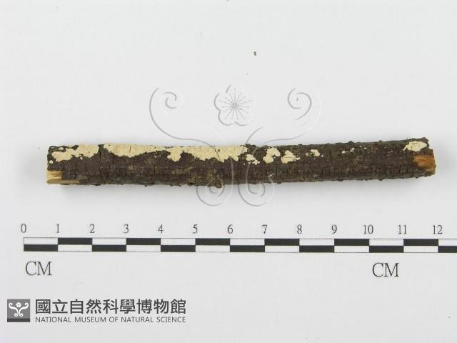 登錄號:F0001612藏品圖，第5張