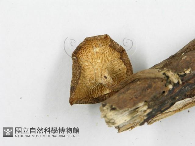 登錄號:F0019712藏品圖，第5張