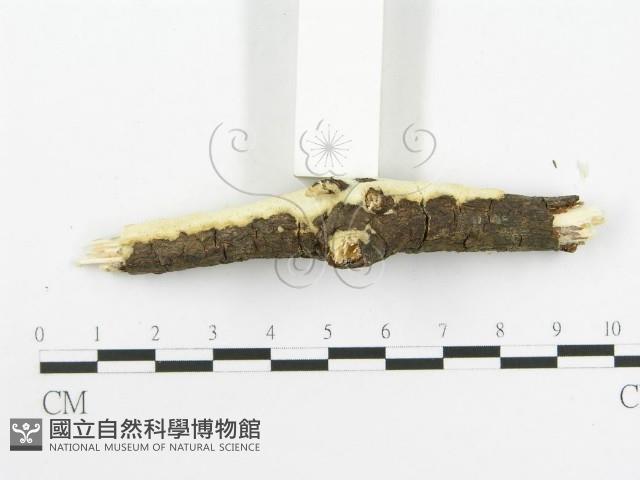 登錄號:F0020512藏品圖，第5張
