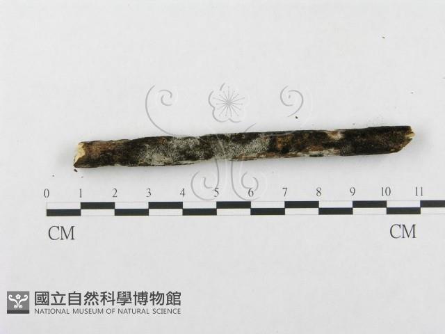 登錄號:F0002512藏品圖，第5張