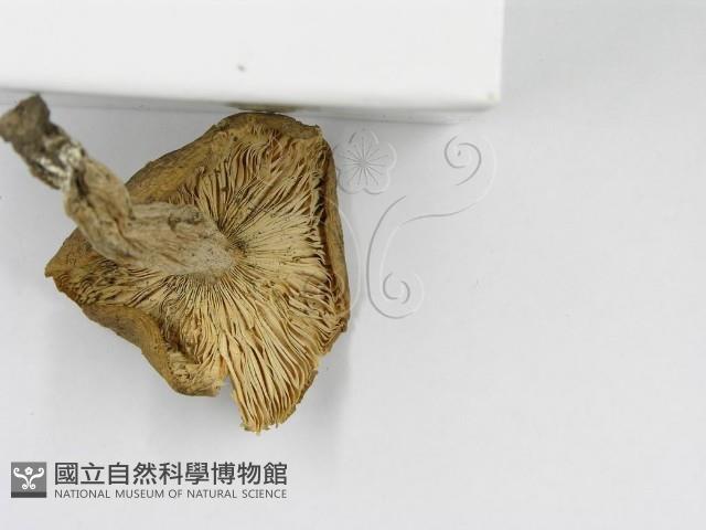 紅菇屬藏品圖，第5張