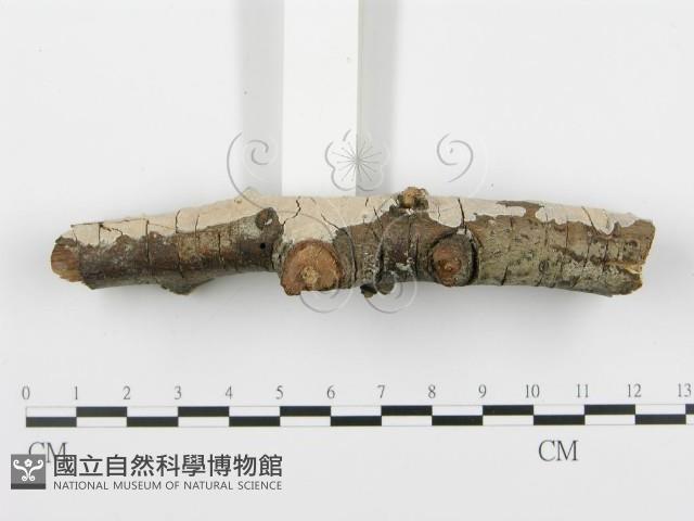 登錄號:F0005112藏品圖，第5張