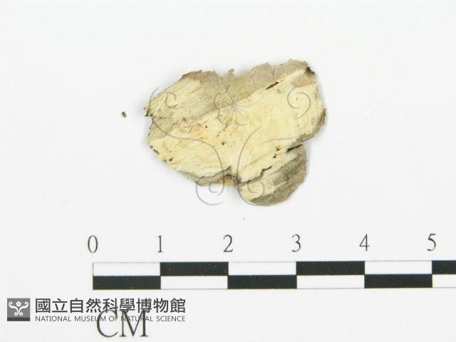 煙管菌藏品圖，第5張