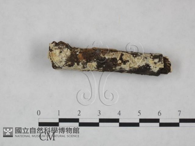 登錄號:F0025252藏品圖，第5張