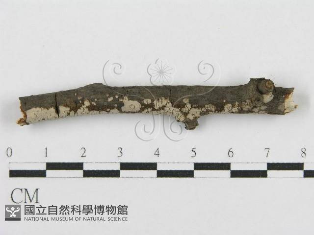 登錄號:F0015252藏品圖，第5張