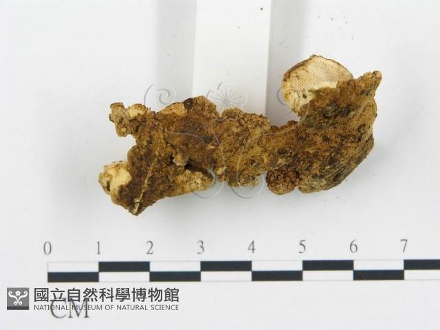 登錄號:F0005752藏品圖，第5張