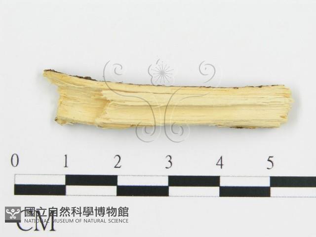 登錄號:F0015752藏品圖，第5張