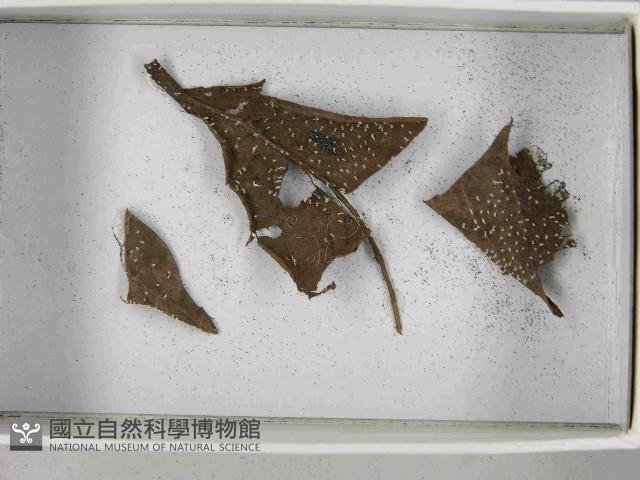 登錄號:F0021552藏品圖，第5張