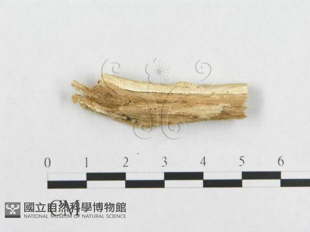 登錄號:F0017552藏品圖，第5張