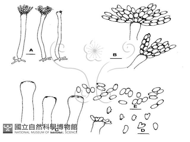 登錄號:F0019552藏品圖，第5張
