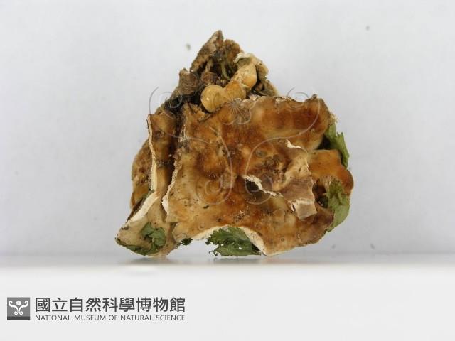 登錄號:F0008152藏品圖，第5張