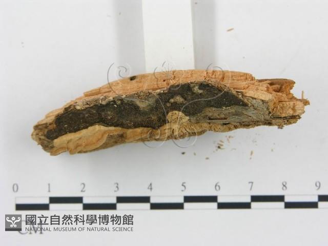 登錄號:F0006052藏品圖，第5張