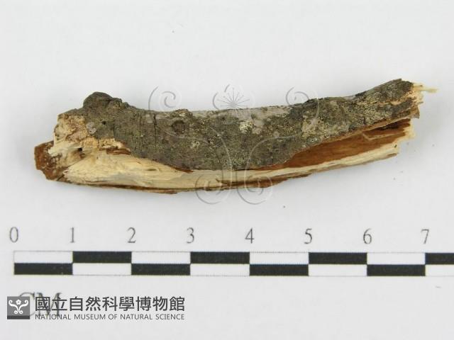 筍殼菌屬藏品圖，第5張