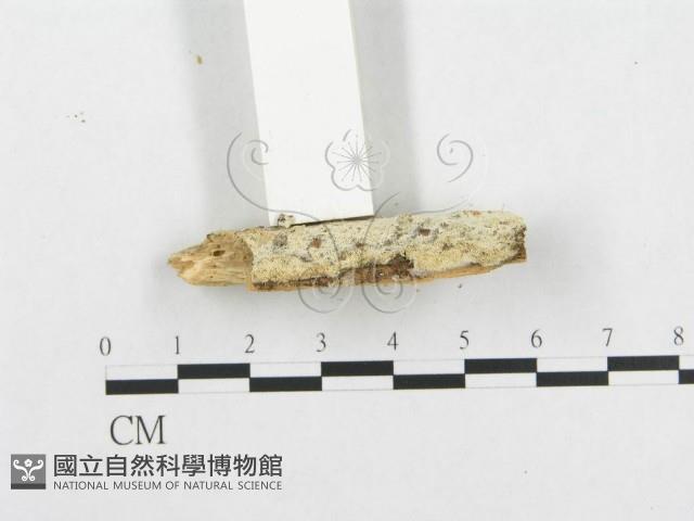 登錄號:F0002942藏品圖，第5張