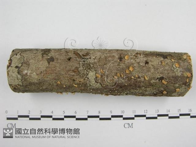 微皮傘屬藏品圖，第5張