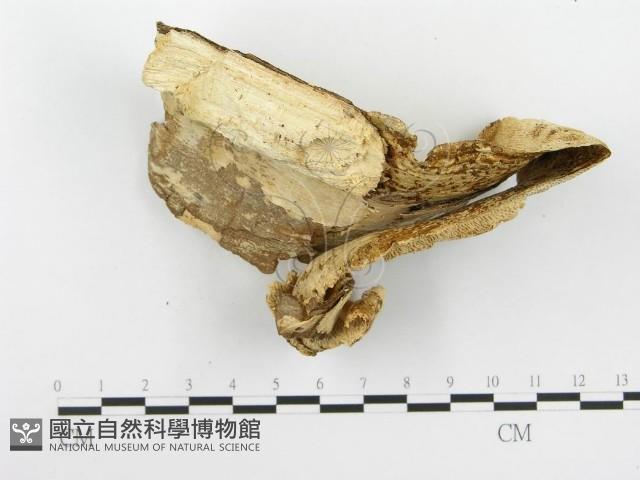 登錄號:F0020442藏品圖，第5張