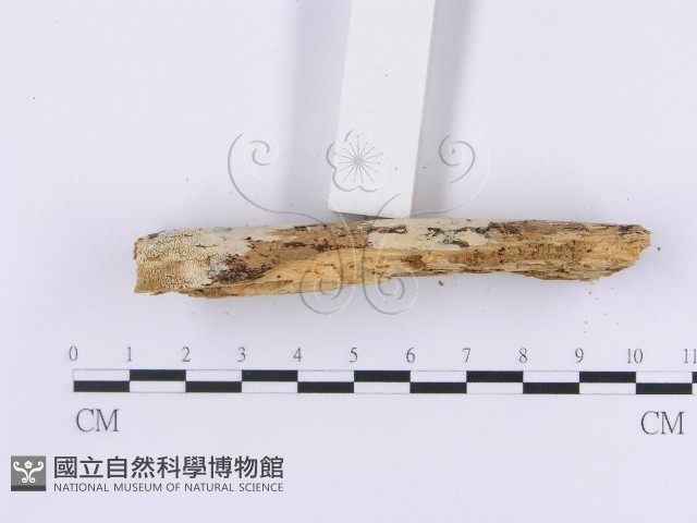 登錄號:F0014742藏品圖，第5張