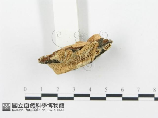 登錄號:F0019742藏品圖，第5張