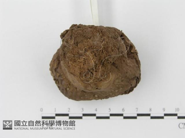 紫色禿馬勃藏品圖，第5張