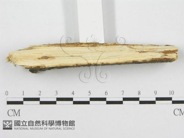 筍殼菌屬藏品圖，第5張