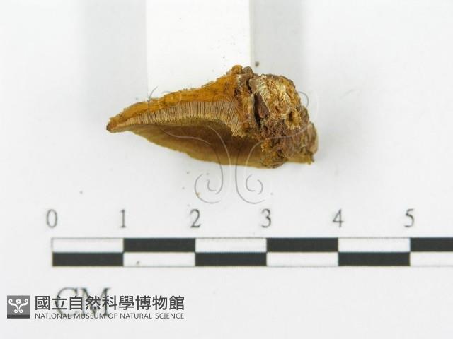 登錄號:F0016042藏品圖，第5張