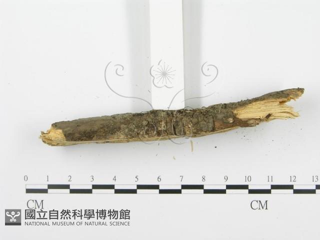登錄號:F0001042藏品圖，第5張