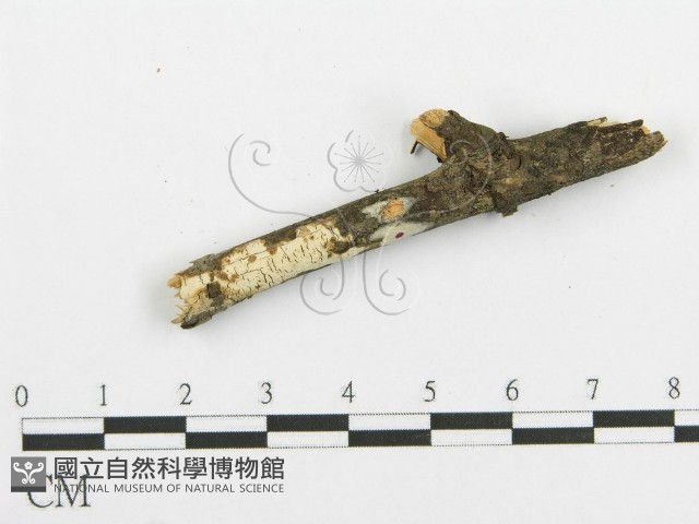 登錄號:F0015342藏品圖，第5張