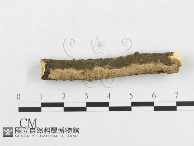 登錄號:F0009342藏品圖，第5張