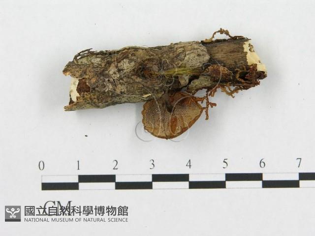 登錄號:F0001832藏品圖，第5張