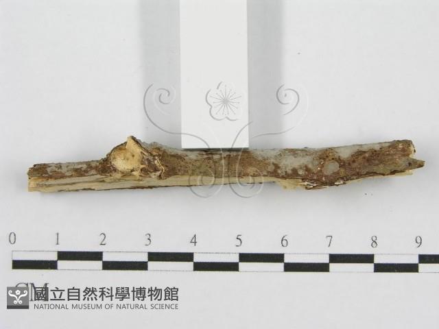 筍殼菌屬藏品圖，第5張