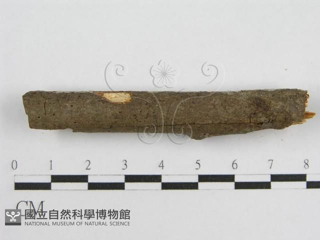 登錄號:F0012932藏品圖，第5張