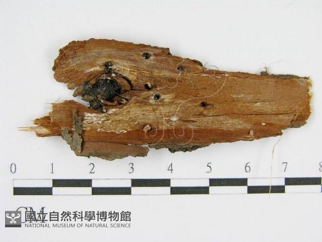 登錄號:F0010632藏品圖，第5張