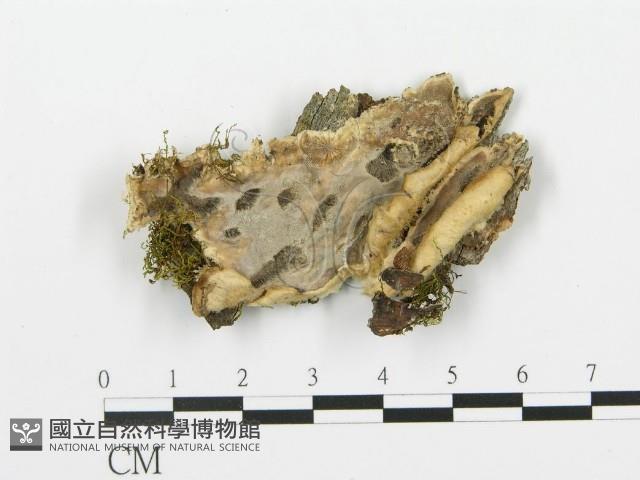登錄號:F0010432藏品圖，第5張