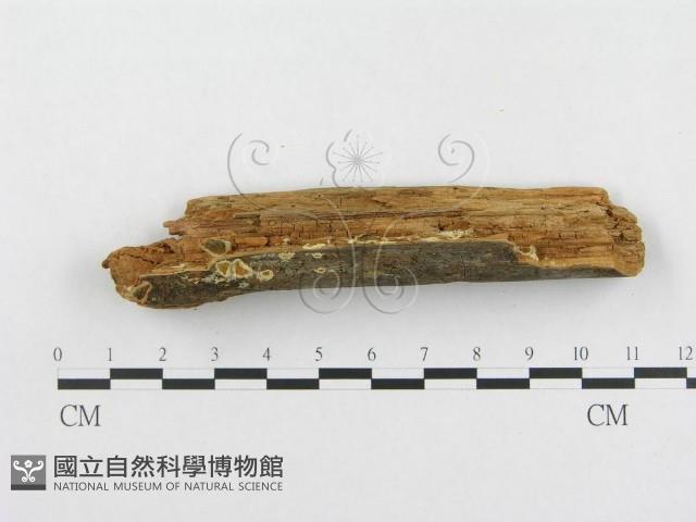 登錄號:F0002432藏品圖，第5張