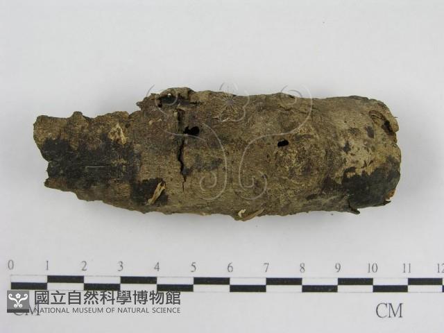 登錄號:F0012732藏品圖，第5張