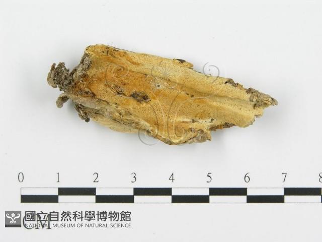 登錄號:F0017532藏品圖，第5張