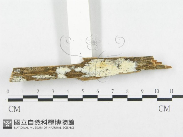 登錄號:F0014032藏品圖，第5張