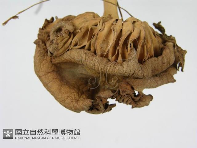 登錄號:F0004872藏品圖，第5張