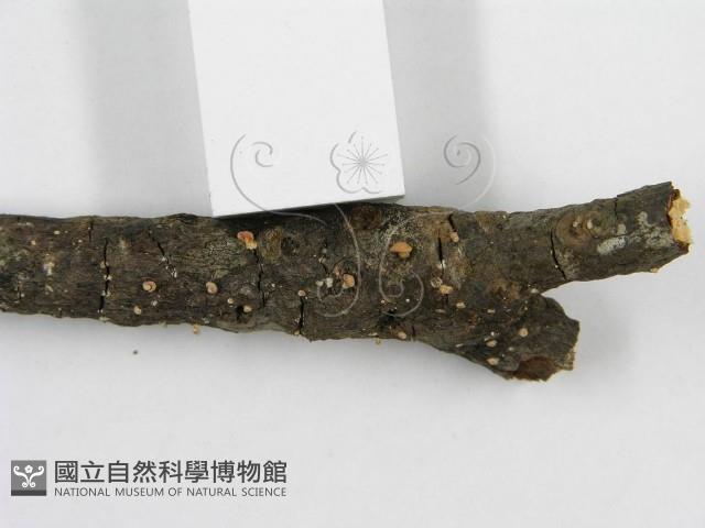 登錄號:F0002672藏品圖，第5張