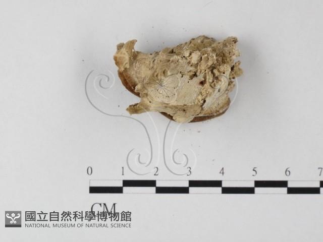 登錄號:F0017672藏品圖，第5張