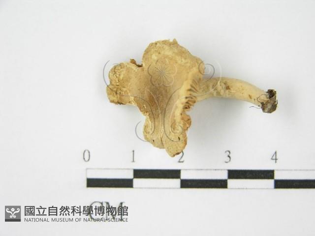 登錄號:F0009672藏品圖，第5張