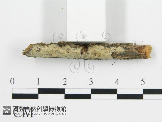 登錄號:F0016772藏品圖，第5張